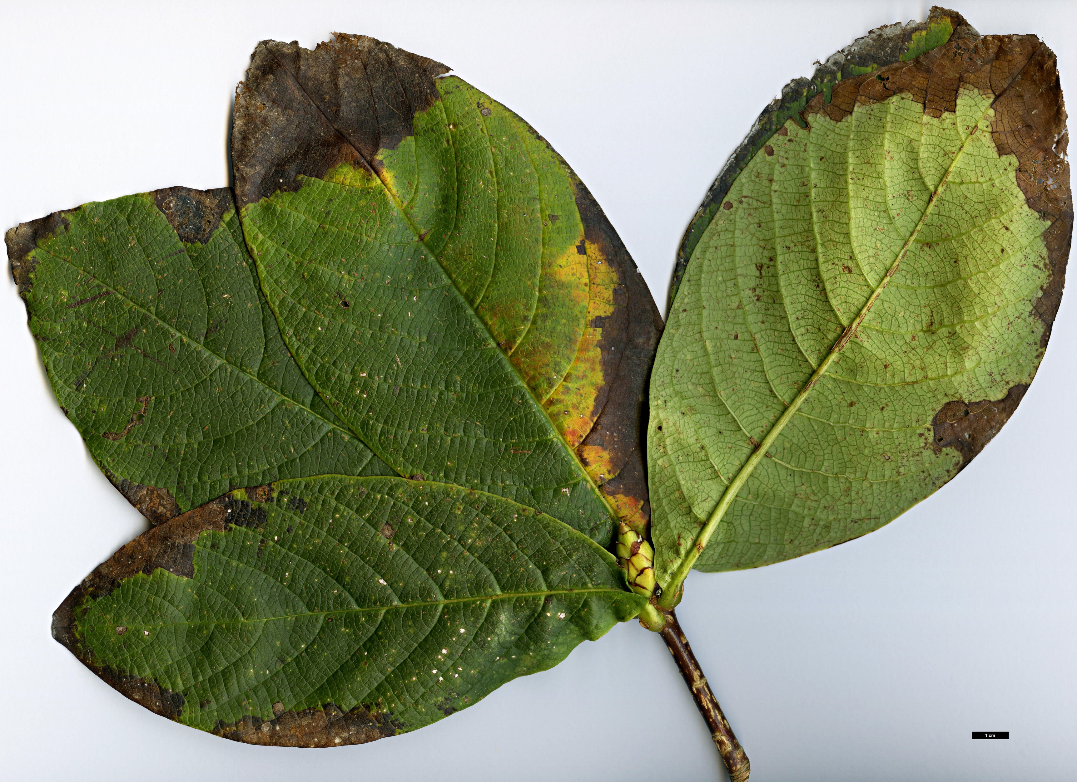 High resolution image: Family: Rosaceae - Genus: Pleiosorbus - Taxon: wardii